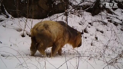 求偶遇！秦嶺野生動物的“盲盒”這樣開