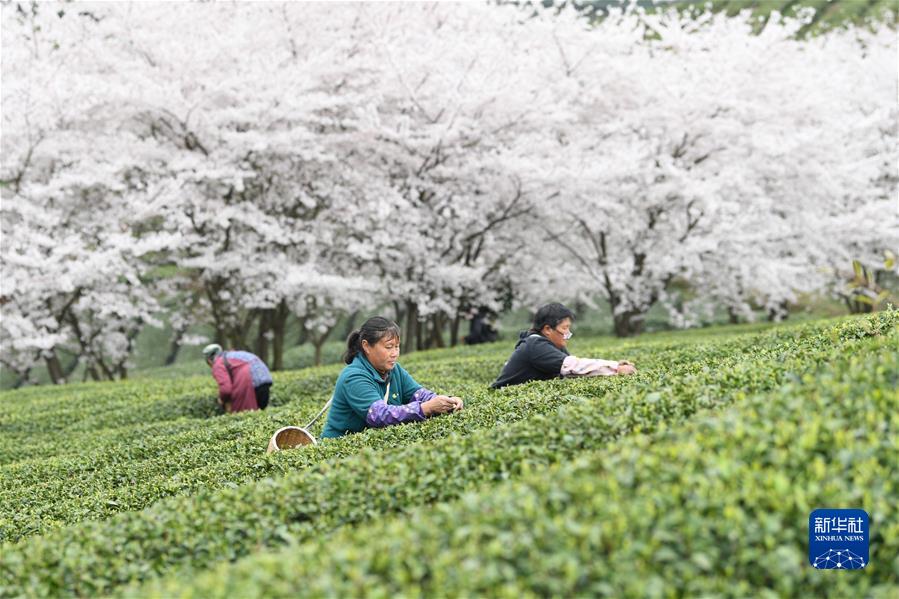 #（經(jīng)濟(jì)）（1）貴州余慶：采摘“明前茶”