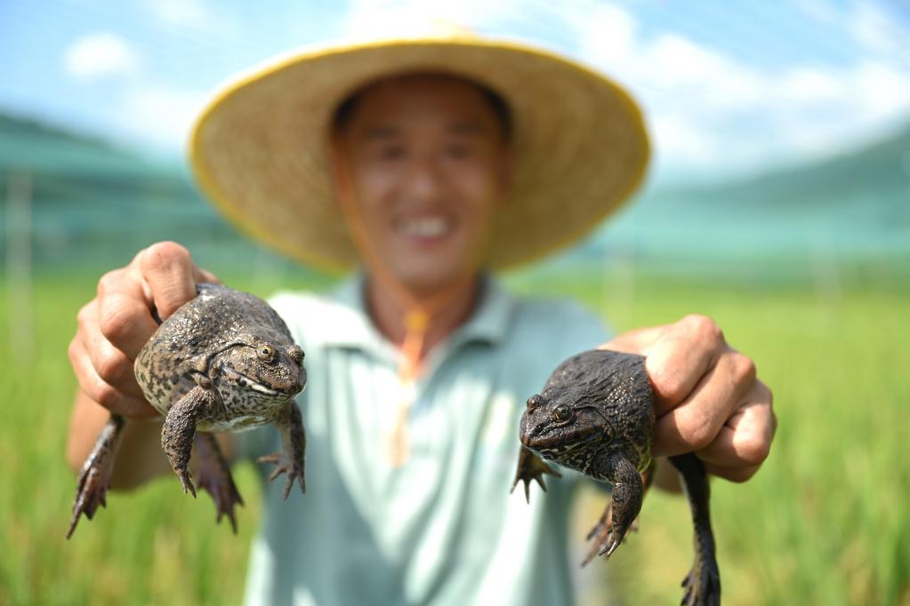 福建建甌：農業(yè)特色產(chǎn)業(yè)勃興