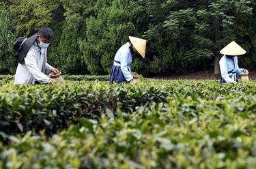 山東日照：體驗(yàn)采茶