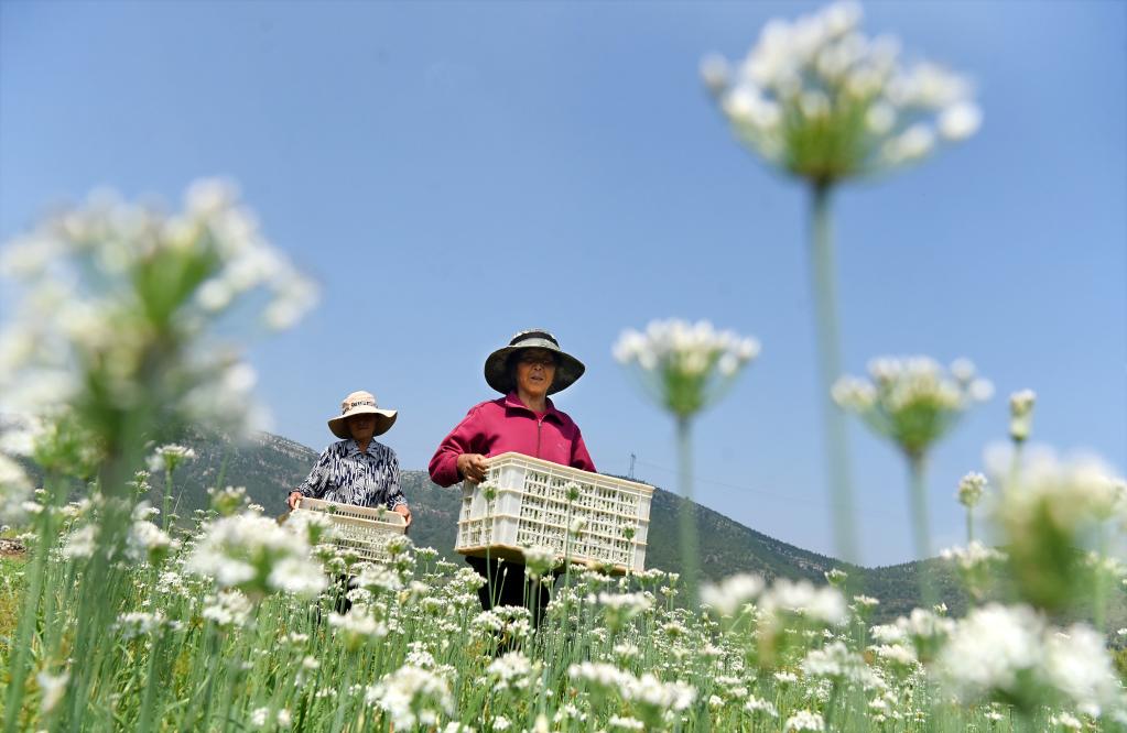 山東沂源：韭花盛開(kāi)采收忙