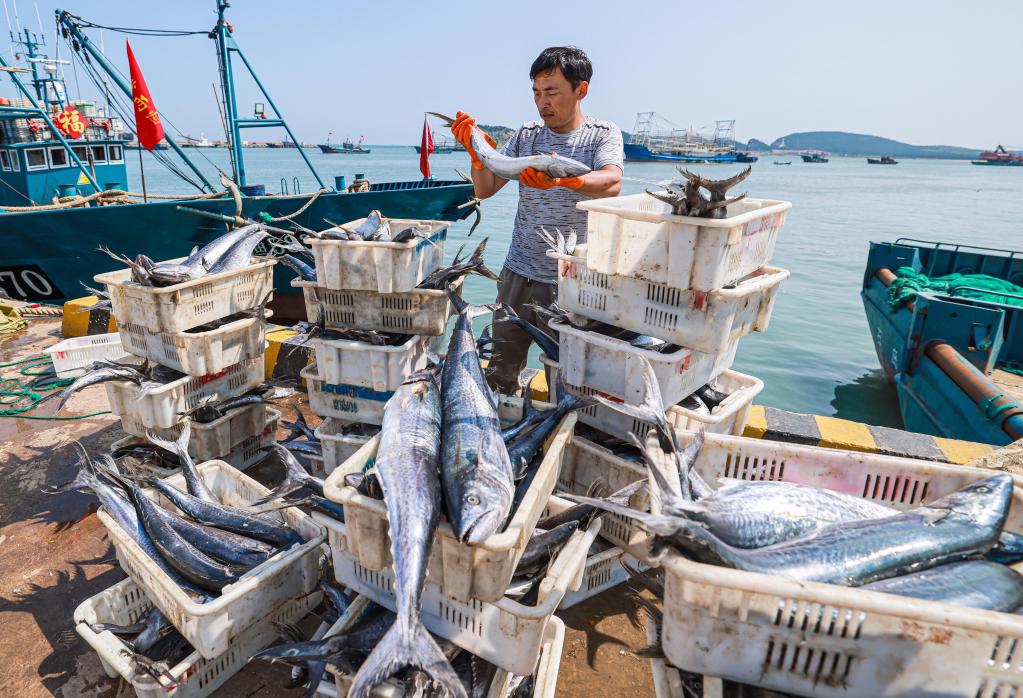 山東榮成：秋捕歸來(lái)魚滿艙