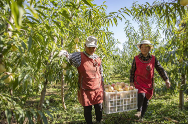 新華全媒+丨荒地長出金果果 冬桃豐收富村民