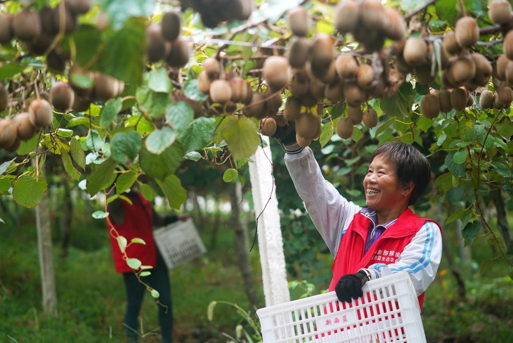 江西奉新：獼猴桃豐收采摘忙