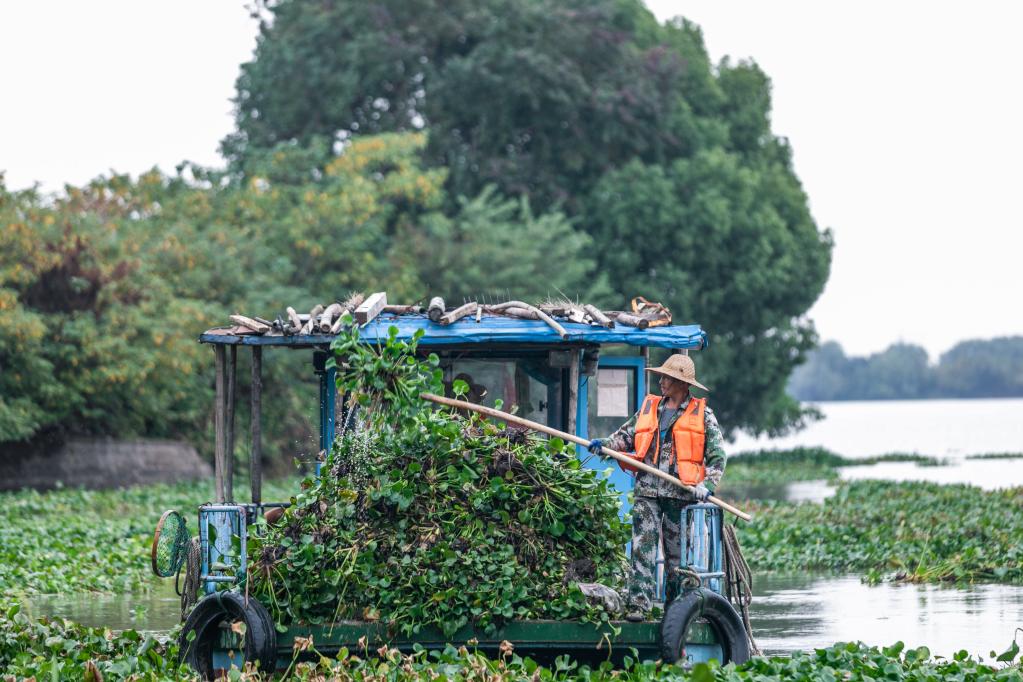 浙江湖州：清理入侵水生植物 保護鄉(xiāng)村水生態(tài)環(huán)境