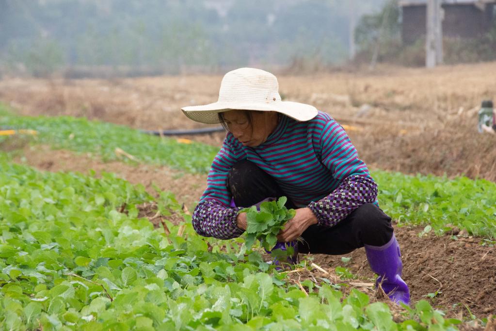 湖南湘潭：搶抓農(nóng)時栽種油菜苗