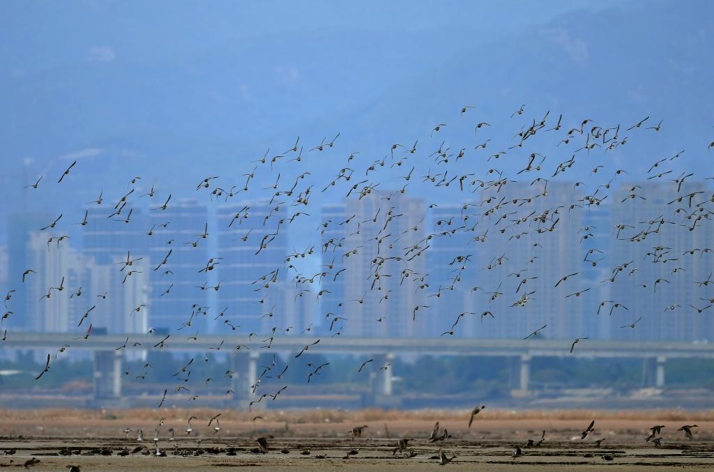 新華全媒＋｜探訪“鳥(niǎo)類(lèi)樂(lè)園”福建閩江河口濕地