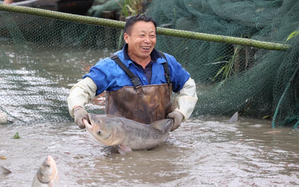 江南水鄉(xiāng)體驗(yàn)傳統(tǒng)魚(yú)文化