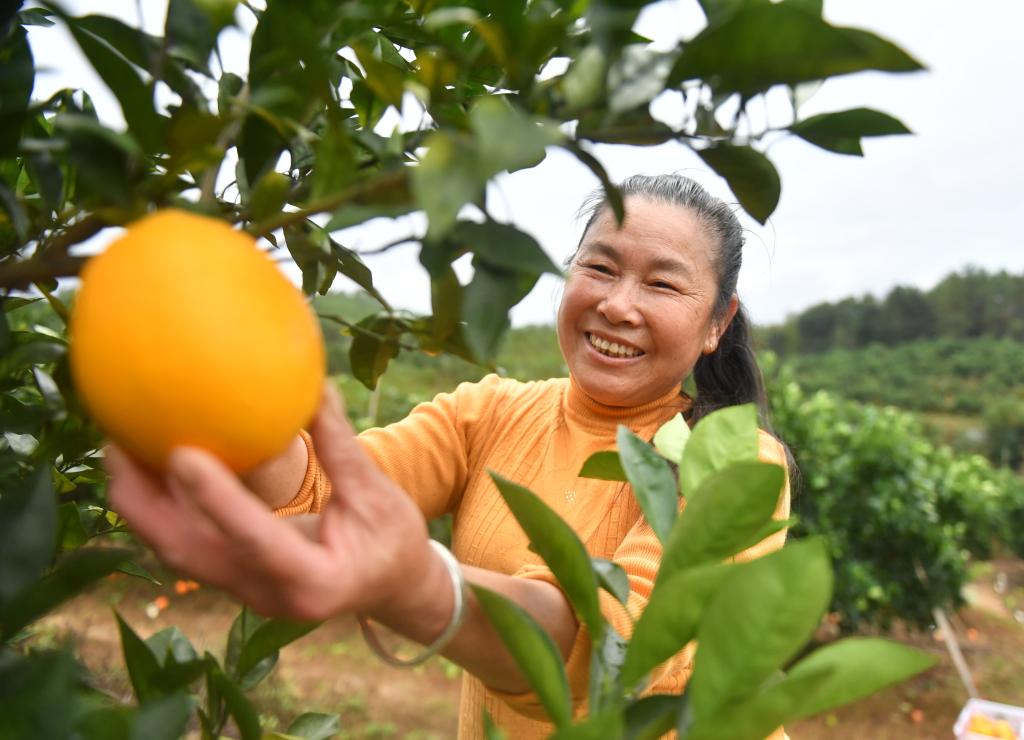 江西信豐：臍橙進(jìn)入收獲季