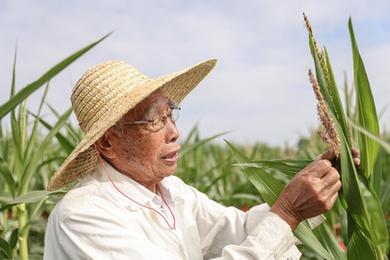 新華全媒+丨87歲，他在三亞南繁又一年