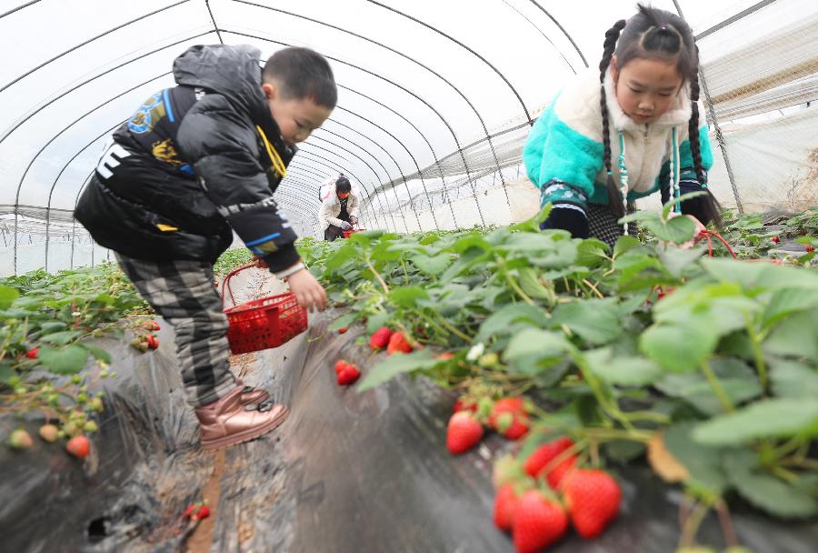 湖南衡陽(yáng)：草莓飄香采摘忙