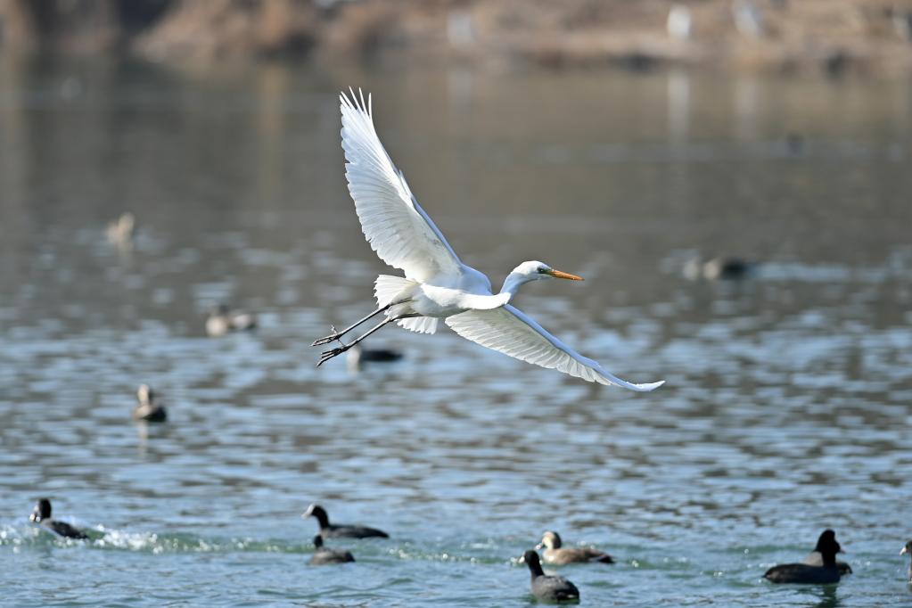 新華全媒+丨珍稀鳥(niǎo)類汾河過(guò)冬