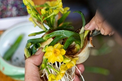 福建漳州：水仙“花樣”迎新春