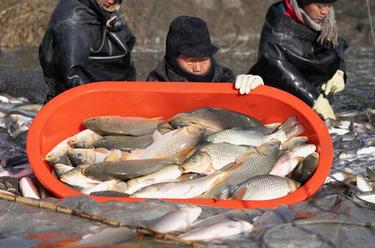 河北唐山：破冰捕魚供市場