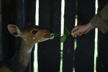 肯尼亞納紐基：動物孤兒院