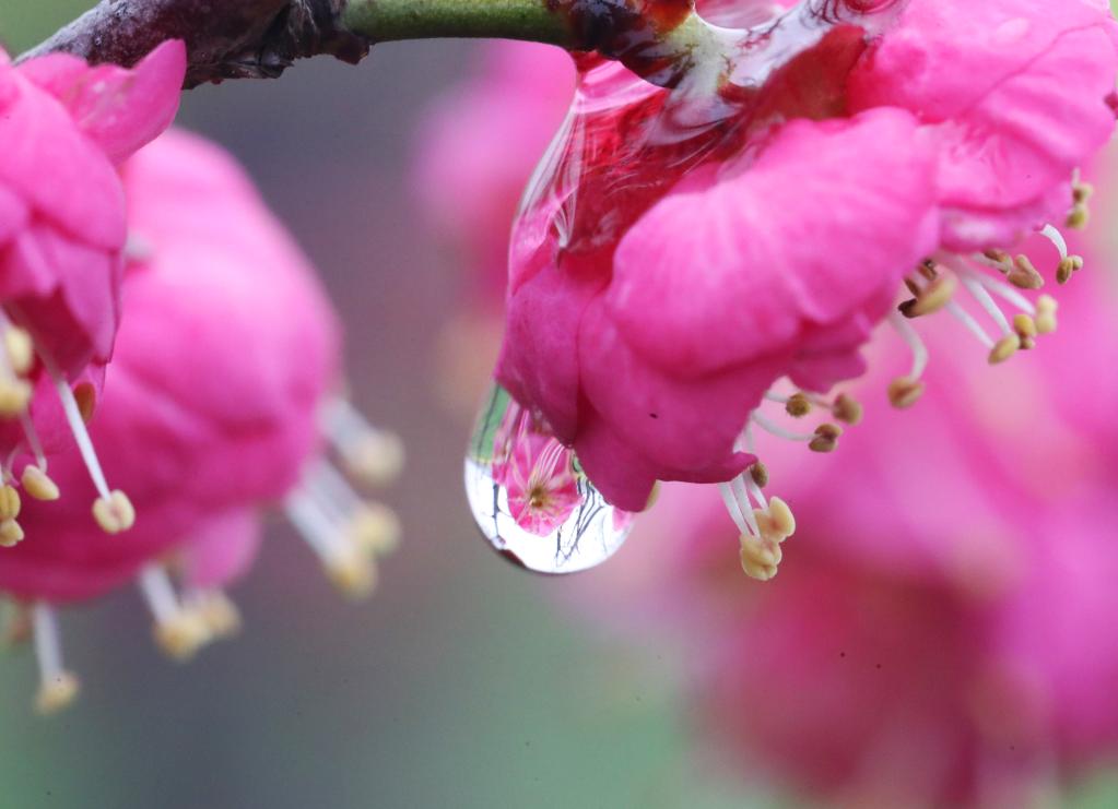 春來(lái)花開(kāi)早