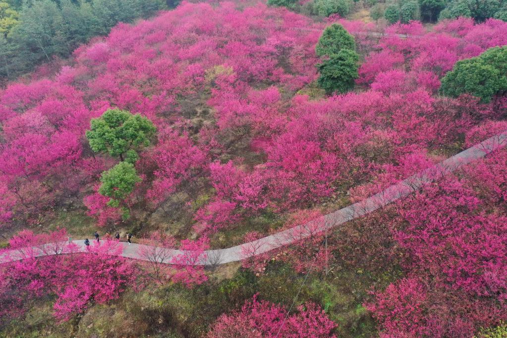 福建：櫻花盛開(kāi)引游客