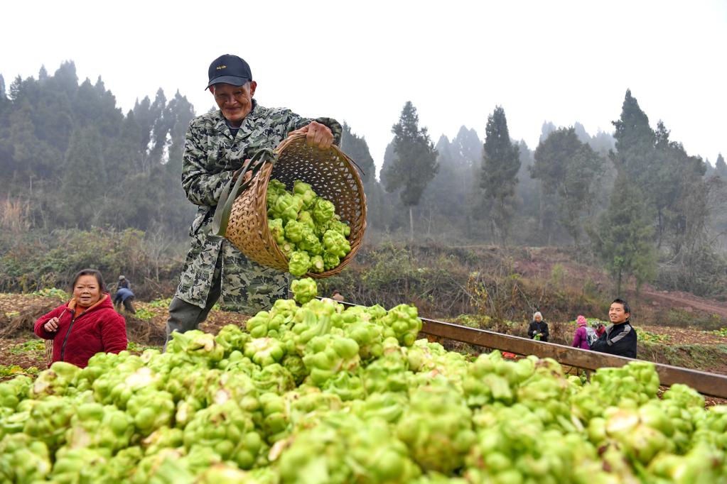 盤活“撂荒地” “訂單式”種植促增收