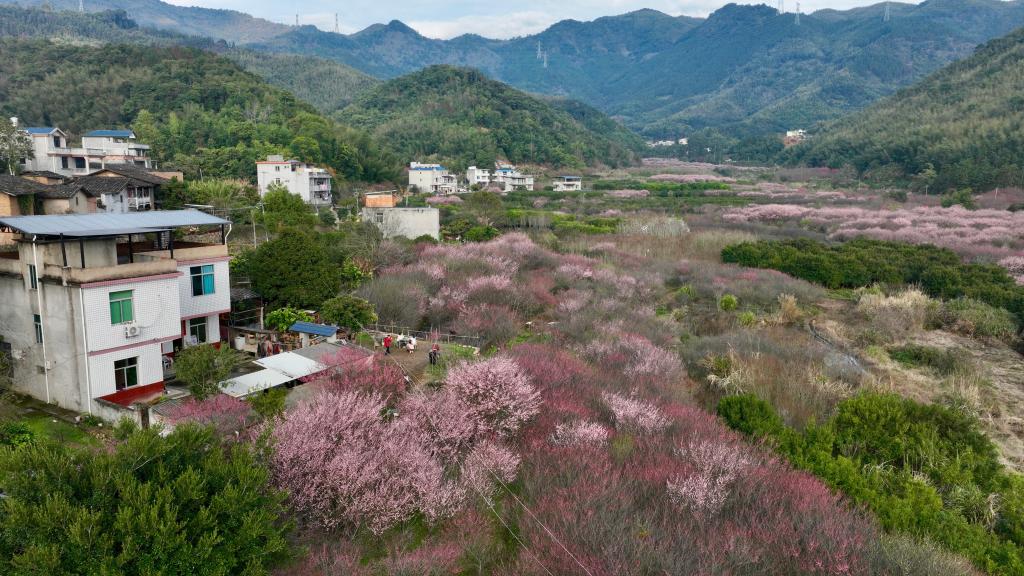 福建閩侯：梅花盛開(kāi)若彩霞漫山