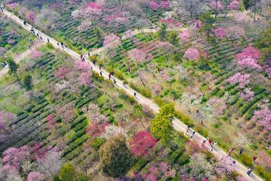 花開春意濃