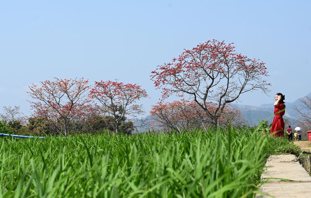 海南昌江：木棉花開引客來(lái)