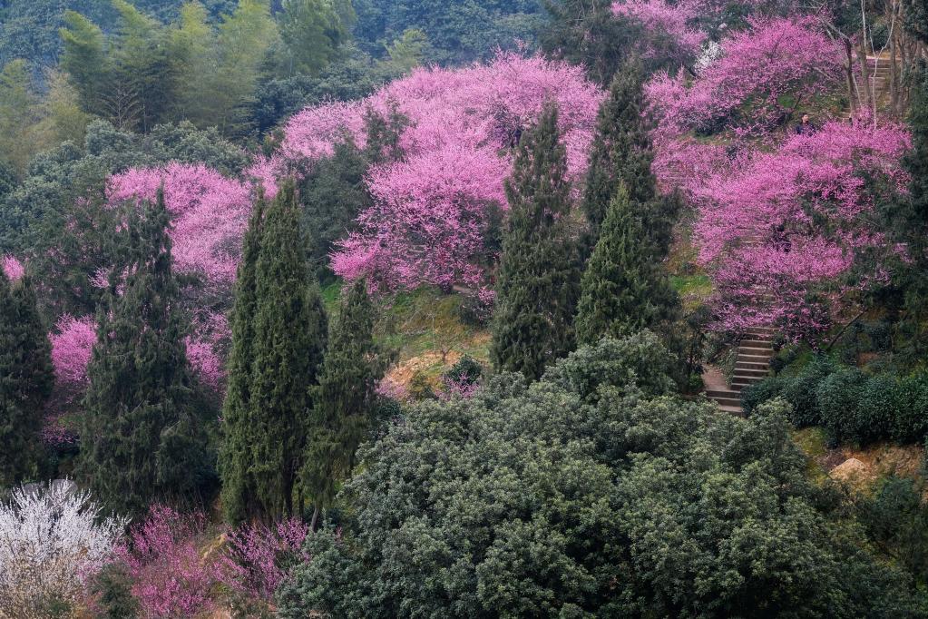 春季山鄉(xiāng)賞梅樂(lè) 鄉(xiāng)村旅游人氣旺