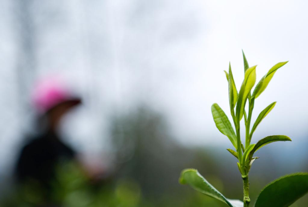 一片茶葉背后的鄉(xiāng)村振興之路