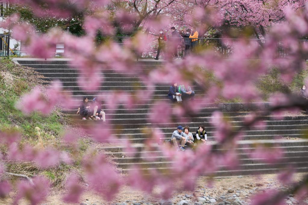 日本：河津櫻花滿開(kāi)引客來(lái)