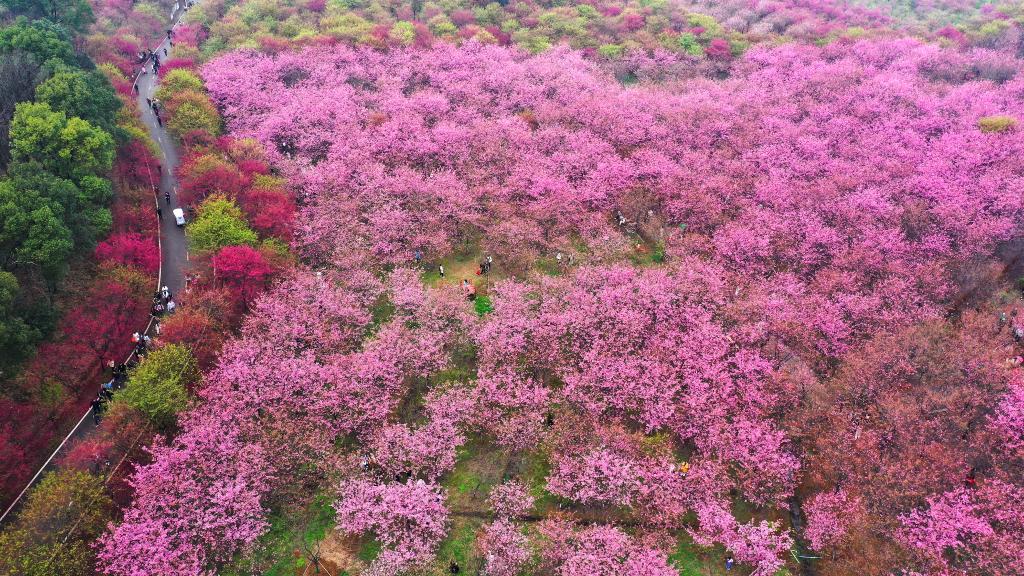 湖南常寧：櫻花盛放滿(mǎn)眼春