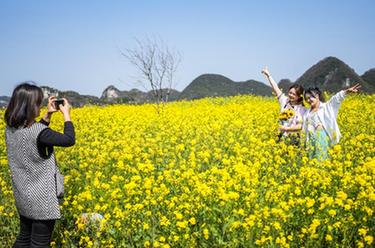 貴州六枝：油菜花開引客來(lái)