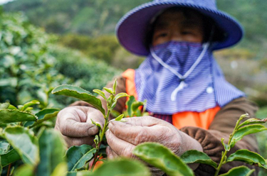 蘇州洞庭山：碧螺春茶迎來采摘期