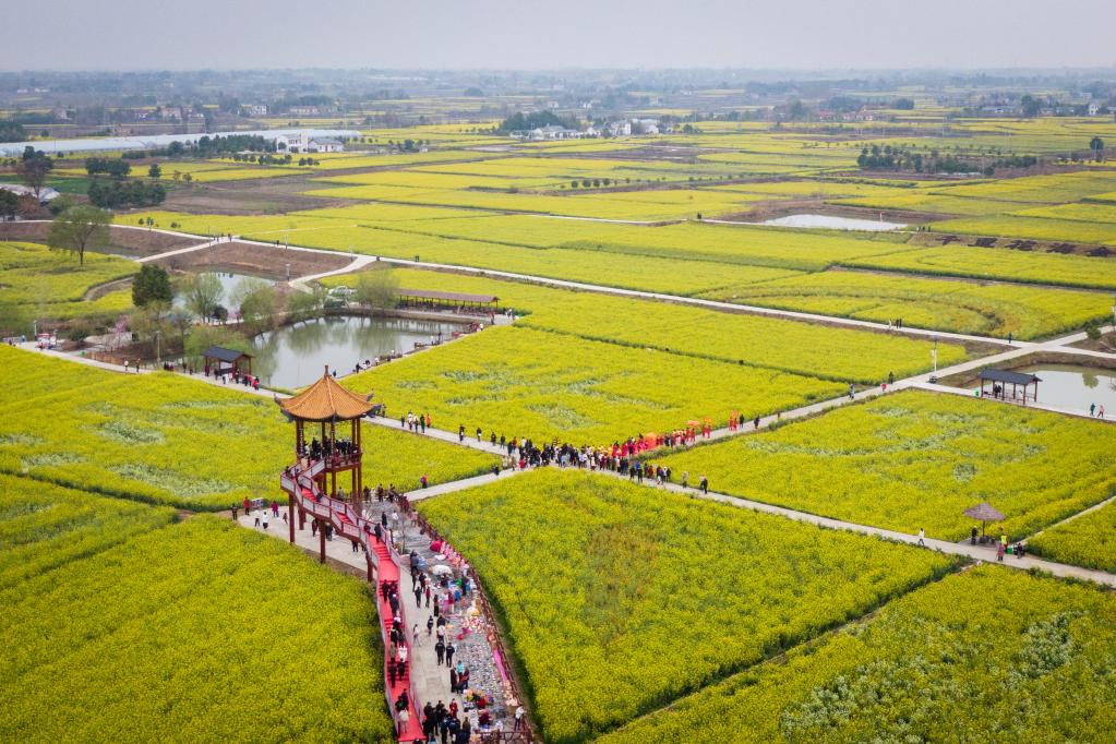 農旅融合 小油菜串起大產業(yè)