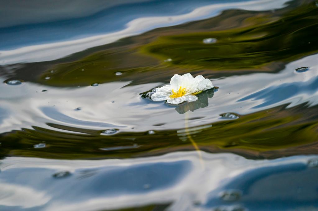 春日滇池 海菜花開