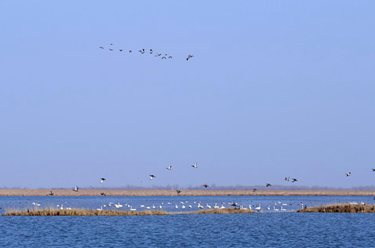 候鳥北歸黃河