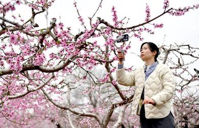 陜西臨潼：雨過(guò)桃花分外新