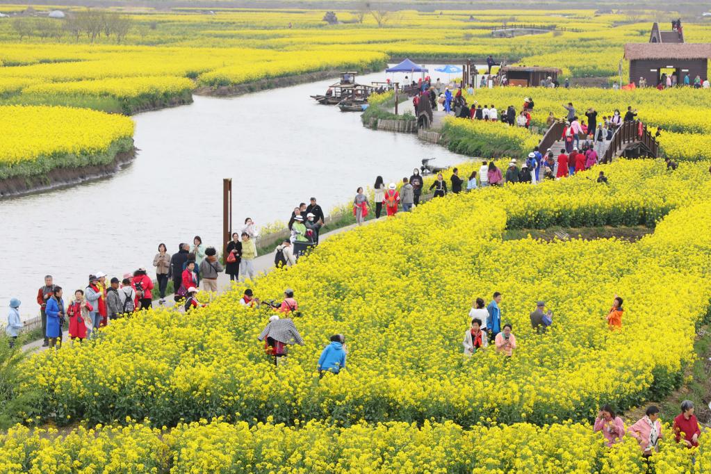 江蘇興化：“垛”上花開(kāi)春意濃