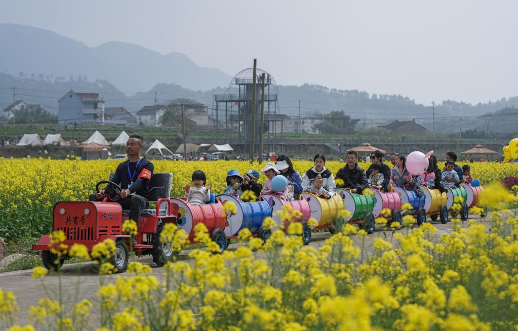 “共富稻田”油菜花開(kāi)促共富