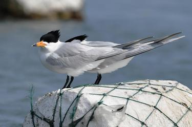 黑嘴端鳳頭燕鷗現身福建晉江