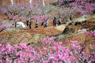 山東臺(tái)兒莊：春來(lái)桃花美