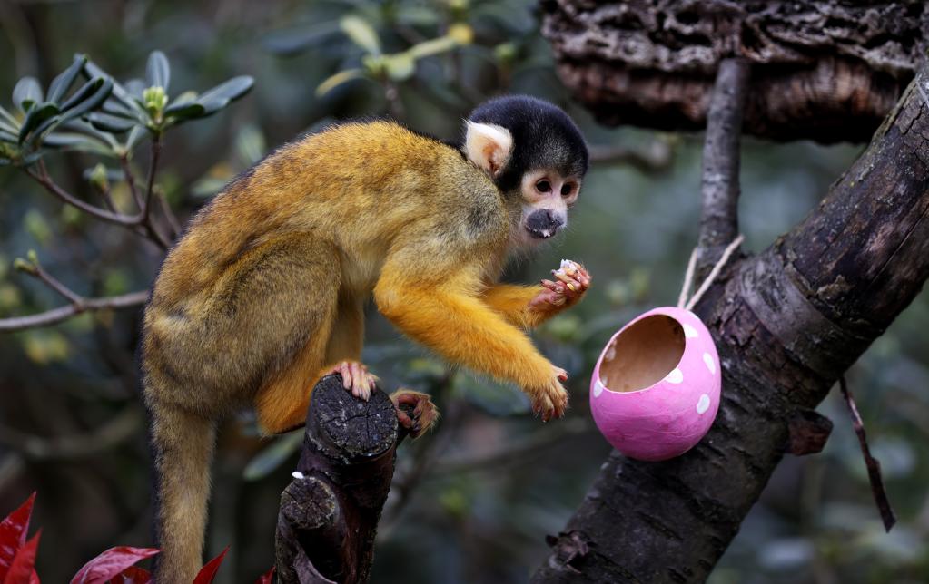 動物園內(nèi)的“彩蛋大餐”