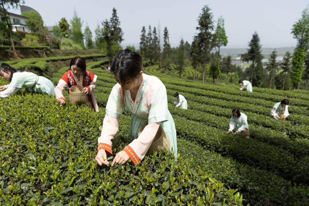 生態(tài)茶園茶飄香