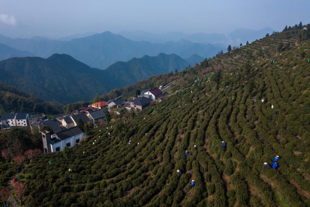 杭州富陽(yáng)：高山茶村開啟共富工坊 促進(jìn)村集體和村民增收