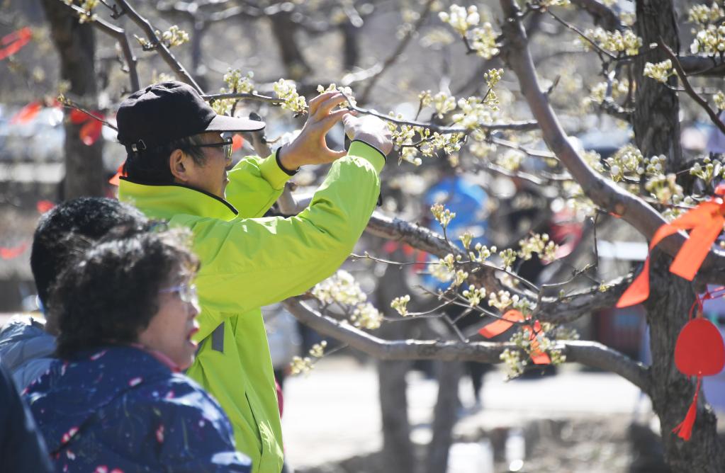 北京平谷：梨花綻放迎客來(lái)