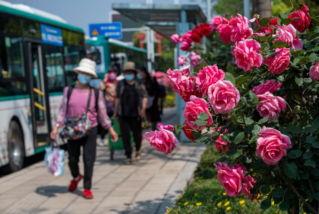 月季花開(kāi) 扮靚春城