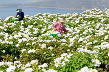 河南洛陽：黃河岸邊開出“致富花”