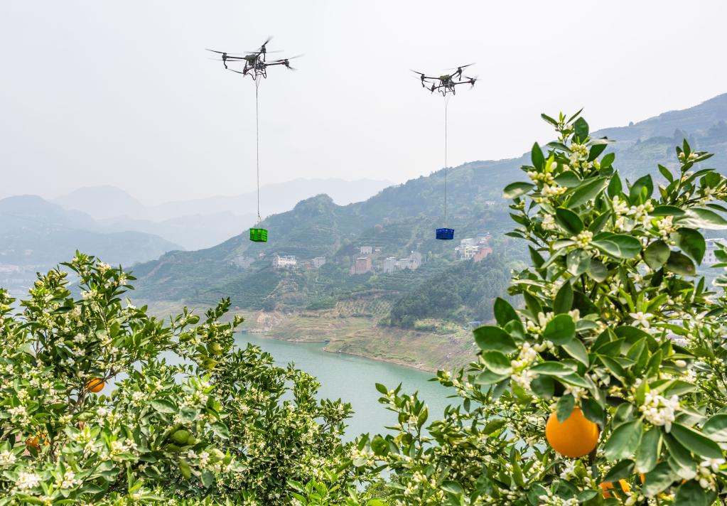 湖北秭歸：臍橙乘無人機(jī)快速下山