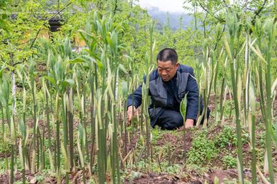 重慶石柱：黃精種植助農(nóng)走上致富路