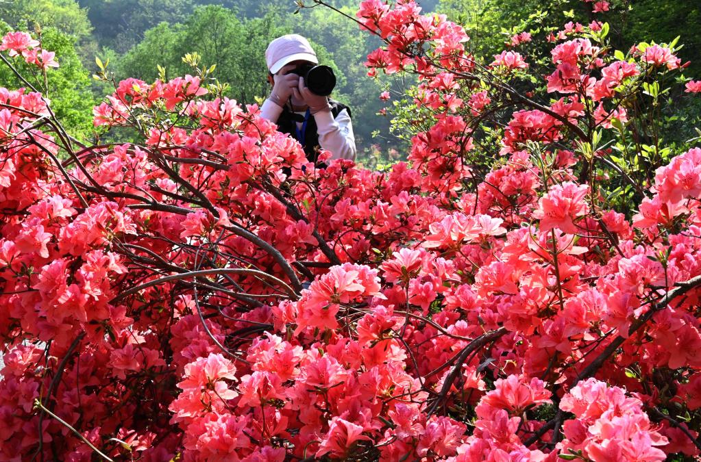 花開引客來(lái)