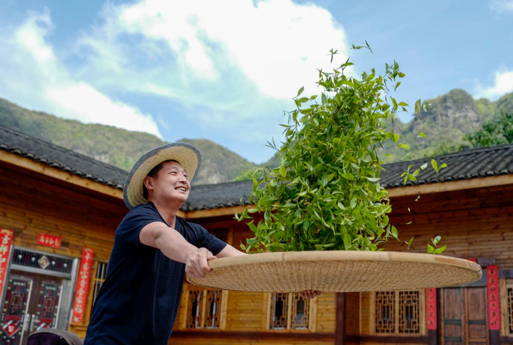 南川古樹茶飄香 致富“金葉”采制忙