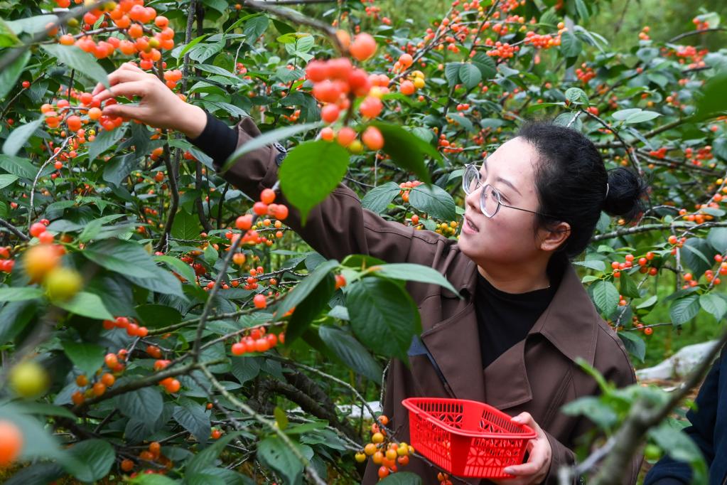 杭州臨安：特色櫻桃產業(yè)助推鄉(xiāng)村產業(yè)振興